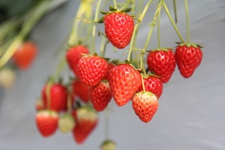 いちご大量600.jpg